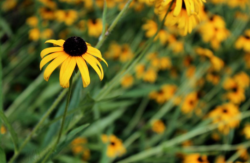 Daisies